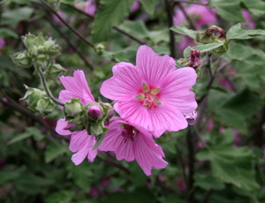 Koksijde-Bloemengemeente