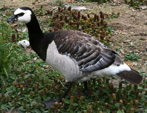 bewoner van de Westhoek