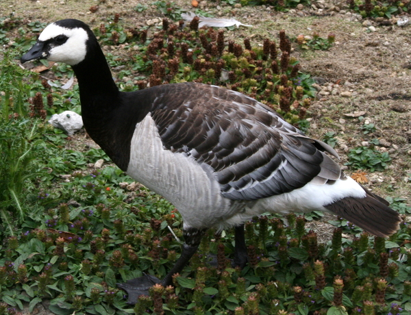 bewoner van de Westhoek