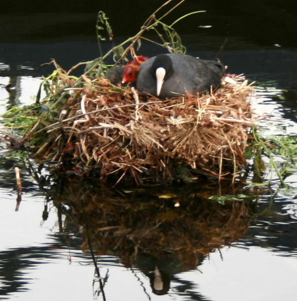 Wij wonen in Plopsaland !