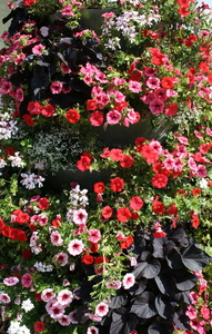 Koksijde-Bloemengemeente