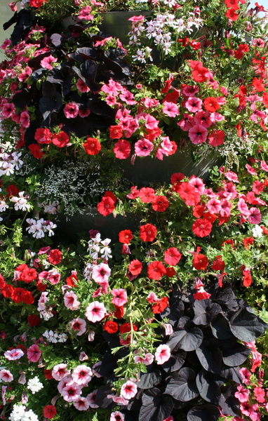 Koksijde-Bloemengemeente