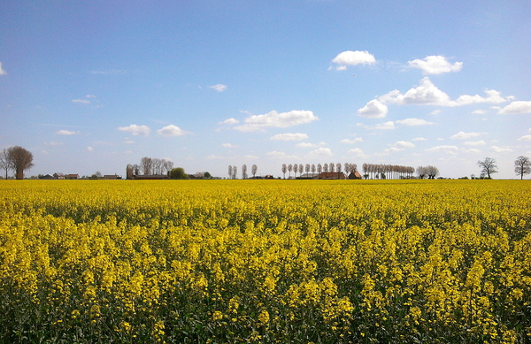 Lente in de Westhoek.