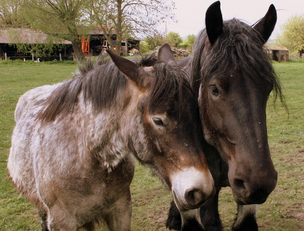 Adinkerke - april 2014