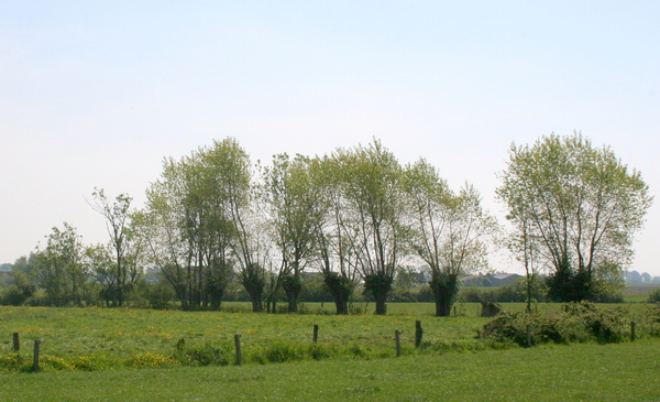 volop lente in de Westhoek - mei 2014