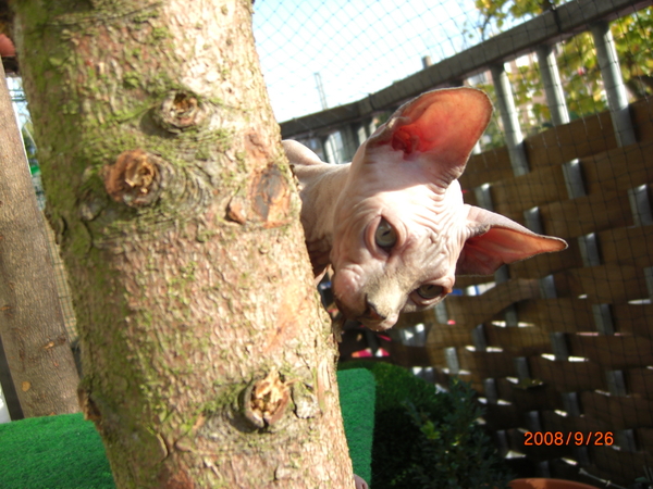 2008_0928dalziel0006