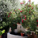 Tuin