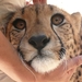 Knuffeldier