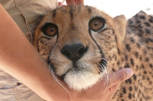 Knuffeldier