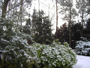 23/11/2008 vroege sneeuw