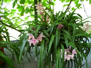 thuis 13juli 2008 (1)