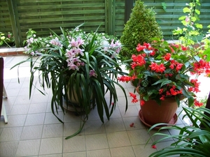 thuis 13juli 2008 (2)