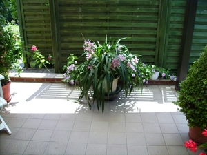 thuis 13juli 2008 (3)