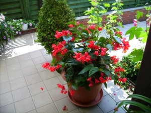 thuis 13juli 2008 (4)