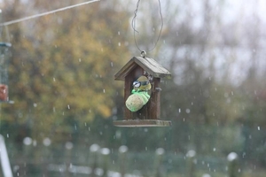 Meesje in Sneeuw 2008