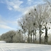 Sneeuwlandschap met maretakken