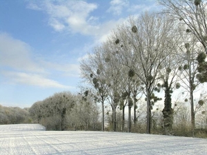 Sneeuwlandschap met maretakken