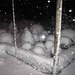 Sneeuwpaddestoelen