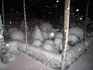 Sneeuwpaddestoelen