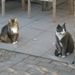 Pruts en Felix
