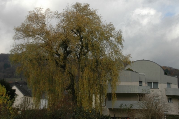 DSC_3482