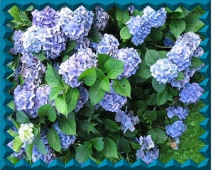 bloemen 08 (Medium) (Medium)