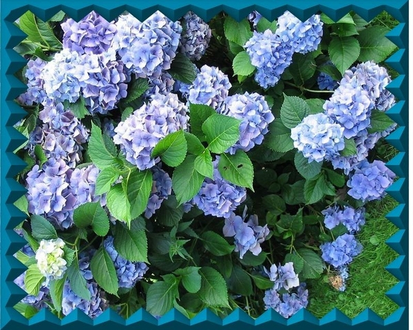 bloemen 08 (Medium) (Medium)