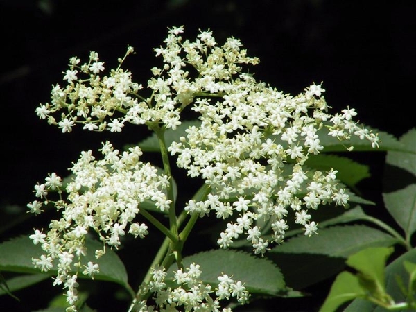 bloemen 16 (Medium) (Medium)