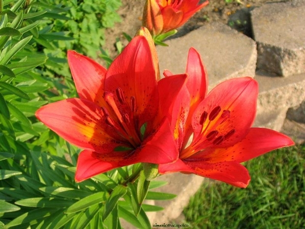 bloemen 21 (Medium) (Medium)