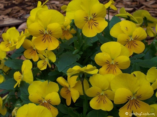 bloemen 23 (Medium) (Medium)