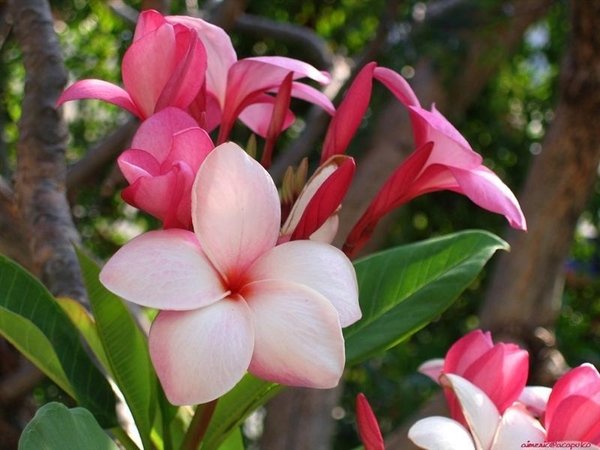 bloemen 24 (Medium) (Medium)