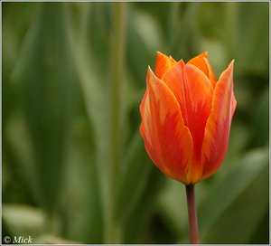 Tulp2