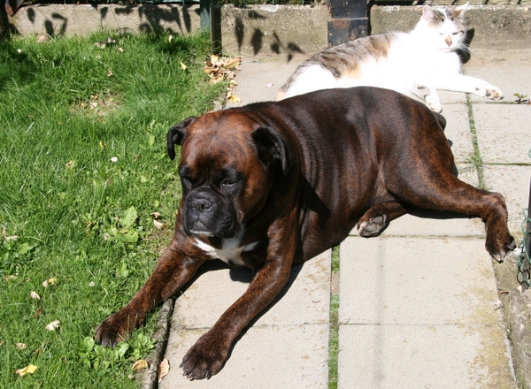 shira mijn hond in rust