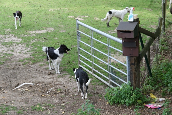 honden op wacht