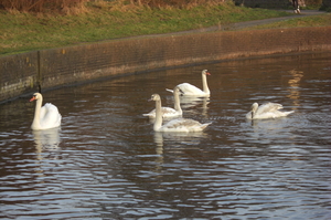 Fam Zwaan ,paar maanden later