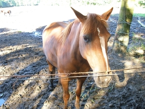 Echt paard