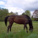 pajottenswandel 1 035