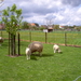 pajottenswandel 1 039