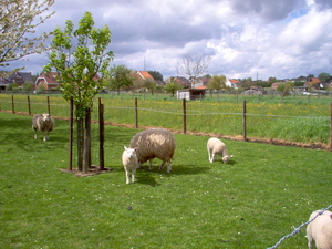 pajottenswandel 1 039