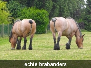 IMGP1624