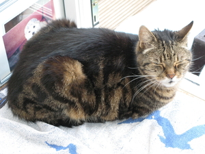 Dit is Felix