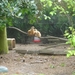 kippen 2008