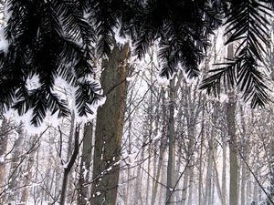 Winter 030