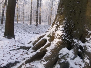 Winter 033