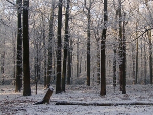 Winter 036