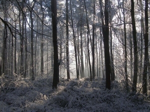 Winter 041