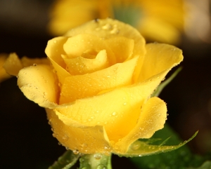 Gele beregende roos.