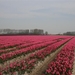 Tulpenveld - Roze - Aardenburg NL