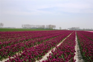 Tulpenveld - Mauve - Aardenburg NL.