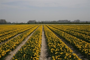 Tulpenveld - Geel - Aardenburg Nl.
